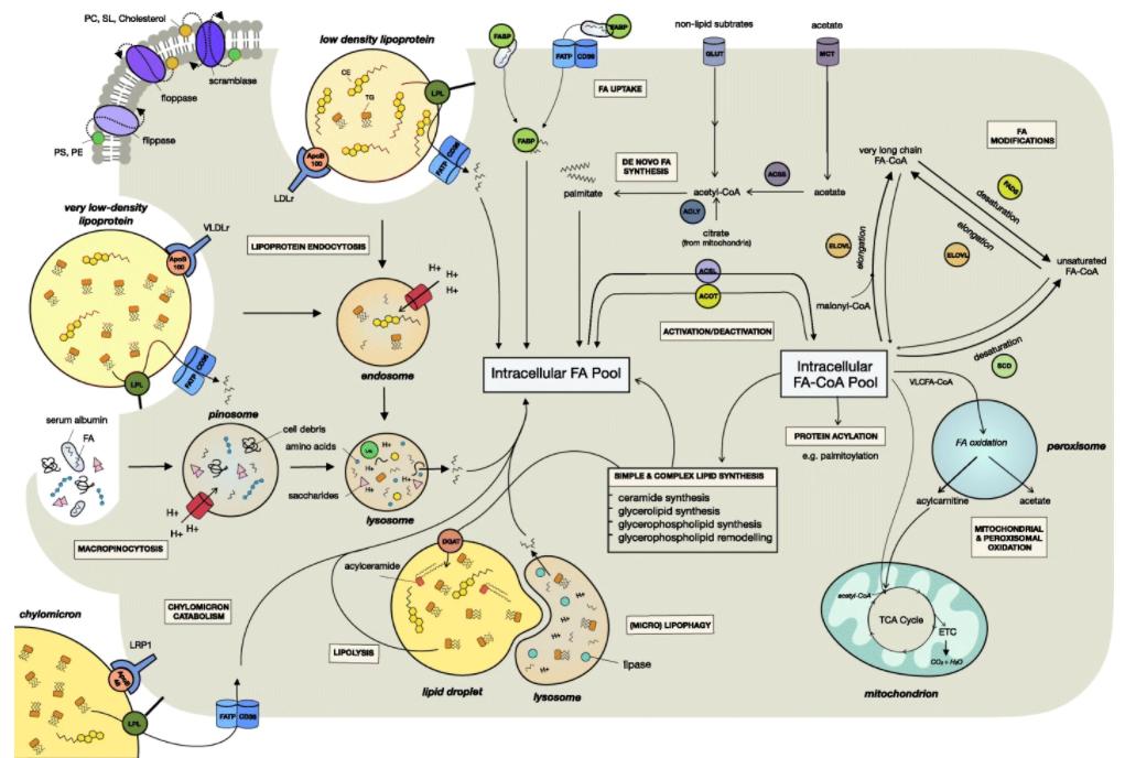 Fig.1 Fatty acid uptake, synthesis, and metabolism pathways.