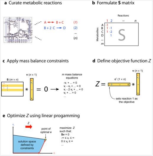 Formulation of an FBA problem. 