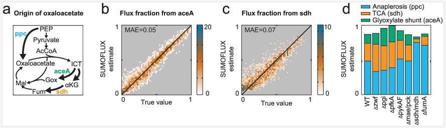 A novel flux ratio in central carbon metabolism of E. coli. 