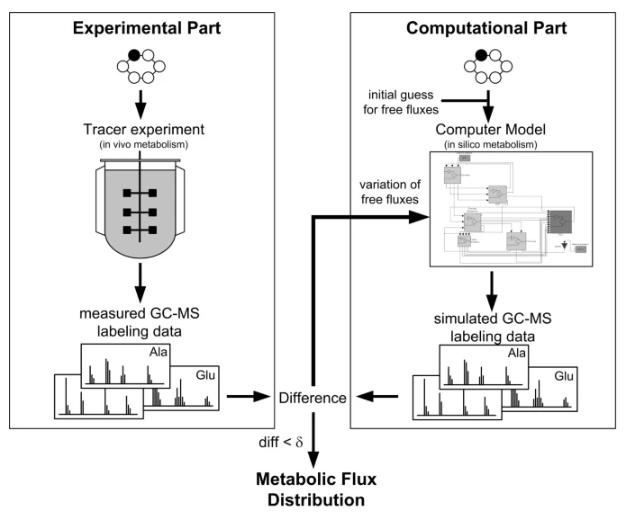 Fig. 1 Strategy for 13C metabolic flux analysis.