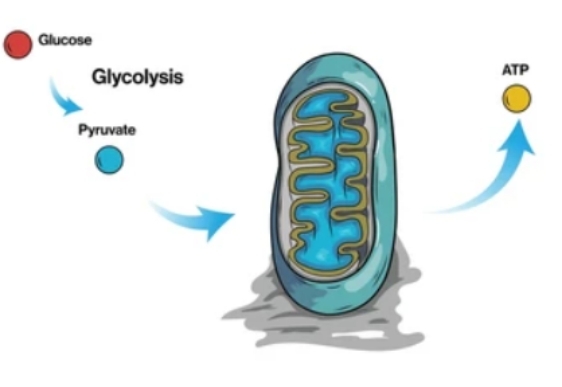 Glycolytic Pathway Metabolic Flux Analysis