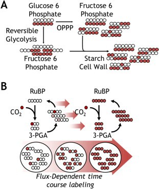 Isotope distribution in heterotrophic and autotrophic pathways.