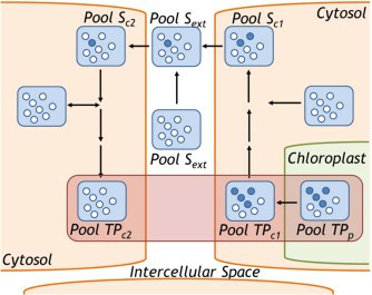 Cellular heterogeneity contributes to spatial labeling differences in metabolites.