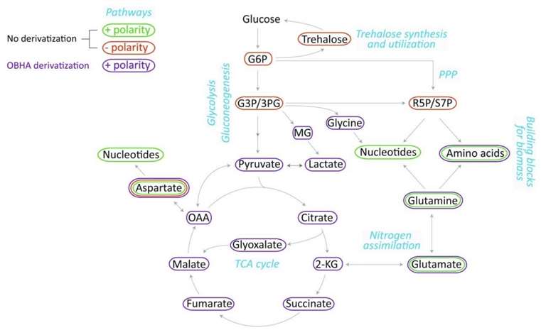 Fig. 1 Metabolites and pathways covered in the presented LC-MS/MS methods.