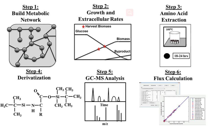 Fig.1 13C-metabolism analysis workflow.