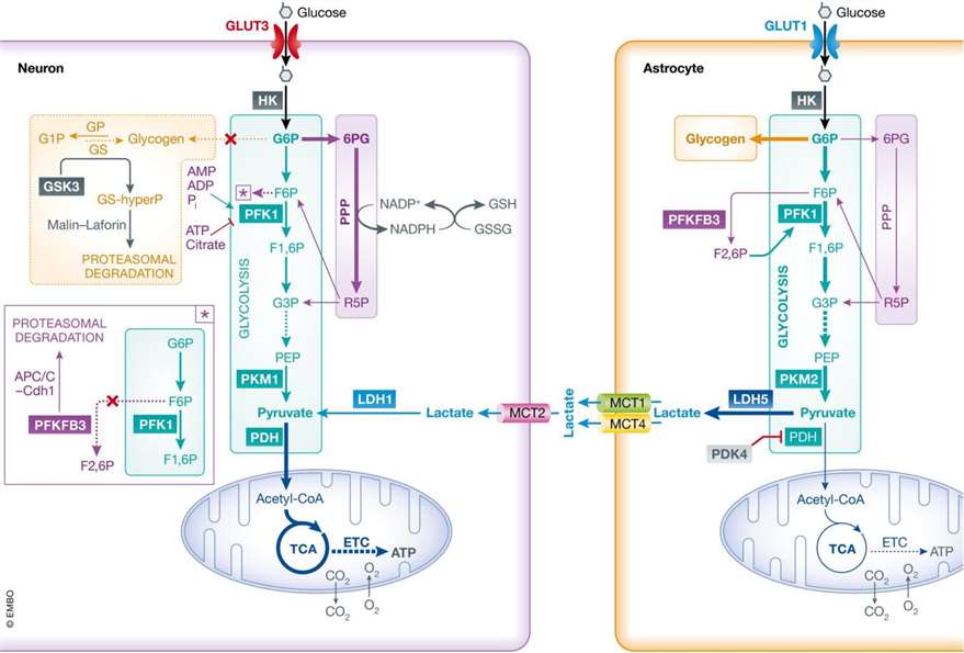 Fig.1 Metabolic pathways of glucose utilization in neurons and astrocytes.