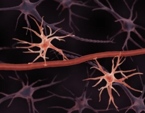 Fig.1 Metabolic pathways of glucose utilization in neurons and astrocytes.