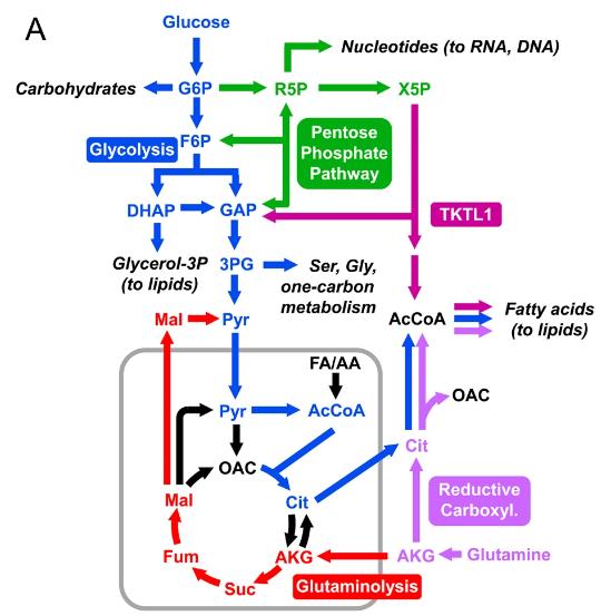 Fig. 1 The diagram shows important metabolic pathways in cancer metabolism.