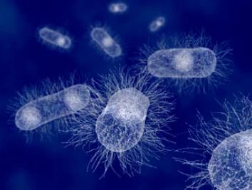 Metabolic Flux Analysis in Escherichia coli