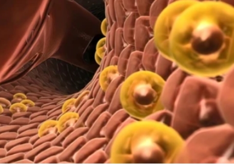 Metabolic Flux Analysis in Hepatic Cells