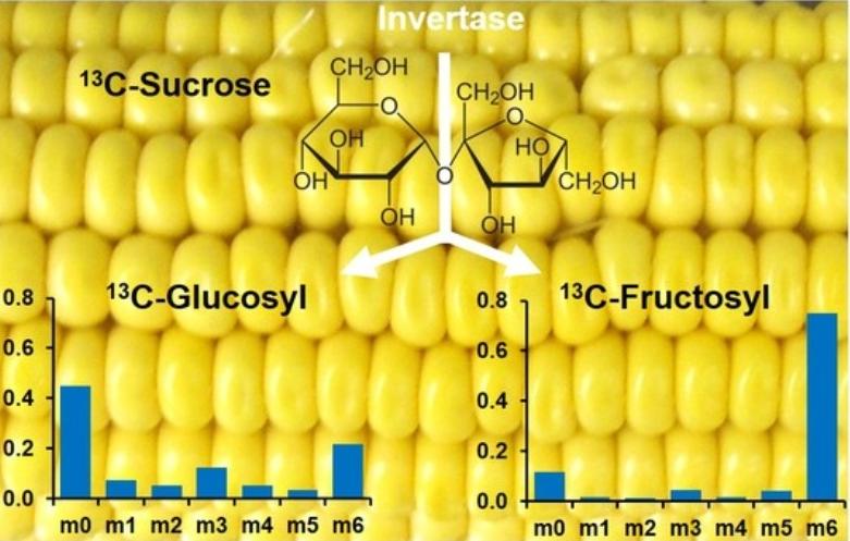 Fig. 1 Liquid chromatography tandem mass spectrometry quantification of 13C-labeling in sugars.