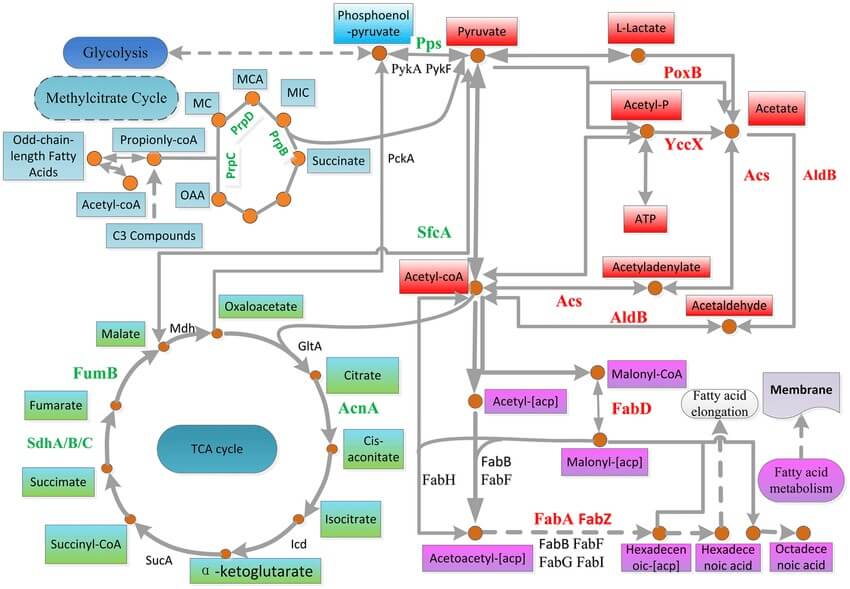  Metabolic pathways potentially associated with Mn oxidation and the Mn(II) stress response.