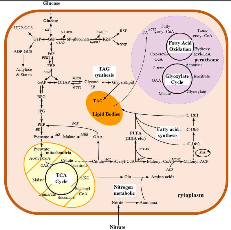 Metabolic pathways in C. cohnii.