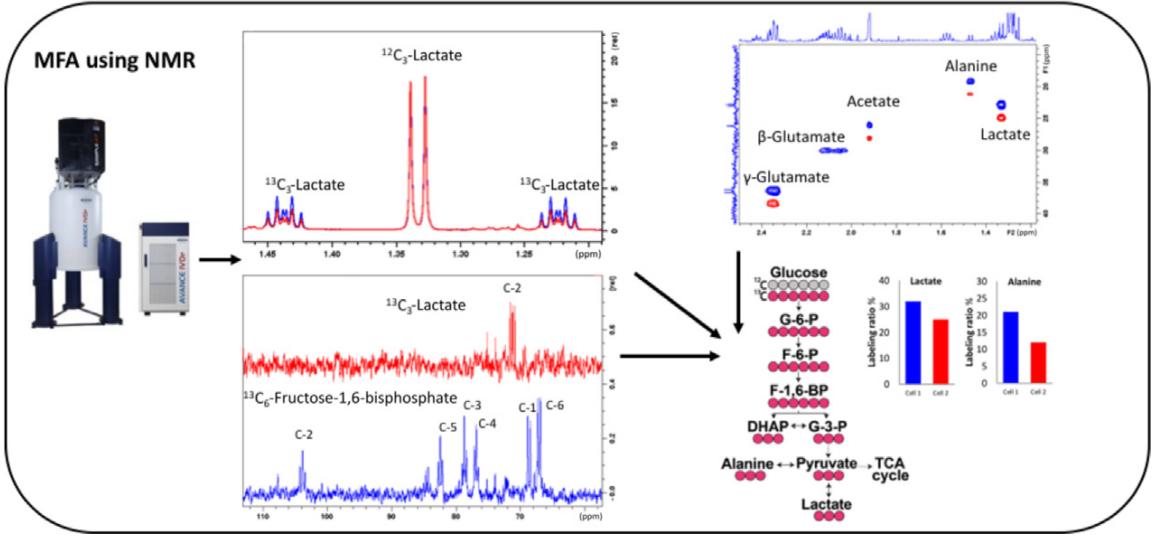 Fig. 1 MFA using NMR.