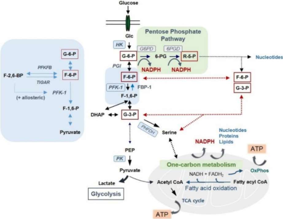 Fig. 1 The glycolysis and PPP are tightly connected.