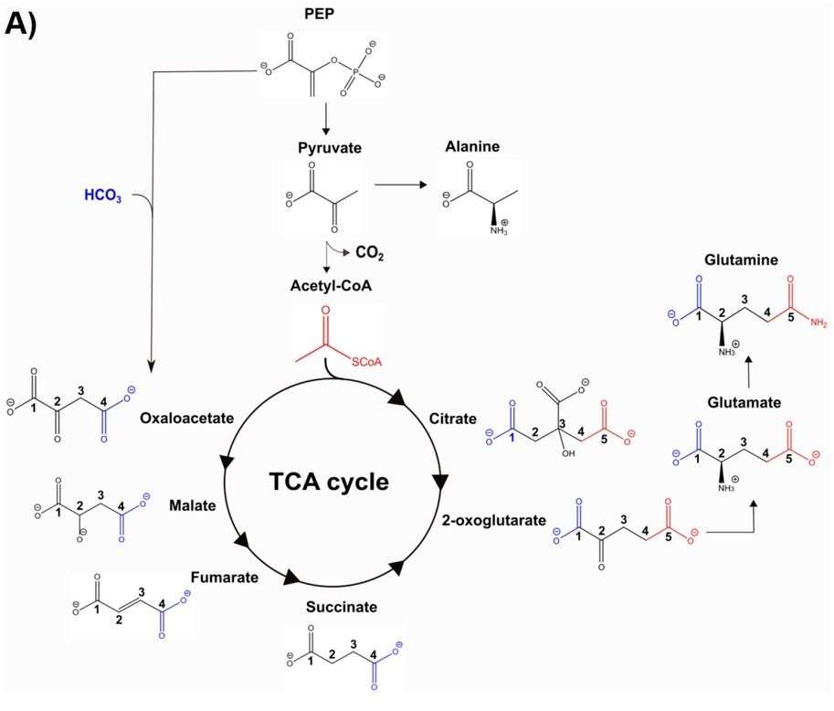 Fig. 1 Simplified diagram of the TCA cycle and associated pathways.