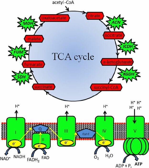 The tricarboxylic acid cycle and oxidative phosphorylation.