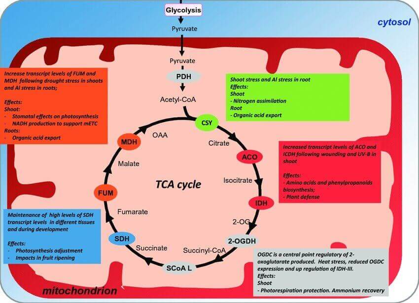 Schematic summary representation of tricarboxylic acid (TCA) cycle and its possible strategic for the metabolic engineering. 