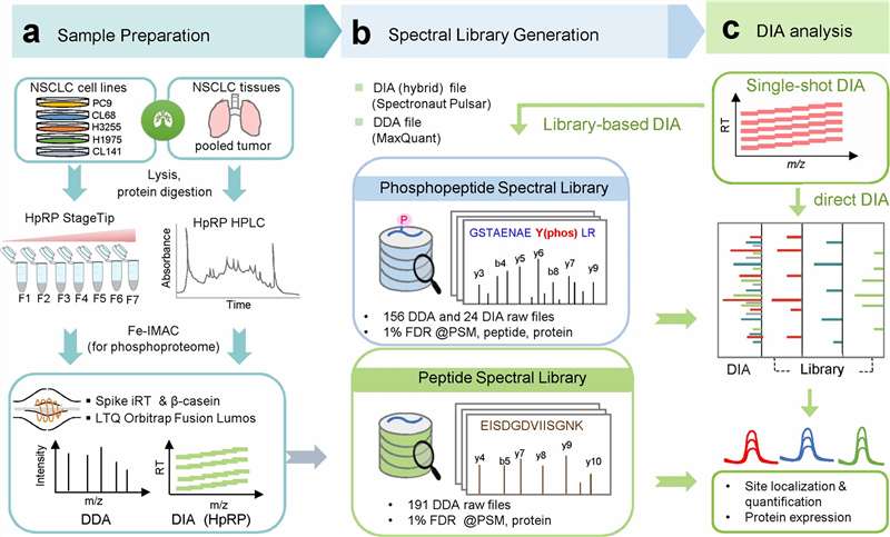 Workflow of DIA-based global phosphoproteomics with hybrid spectral library construction and IMAC enrichment.