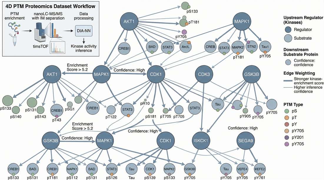 Kinase-substrate enrichment network map