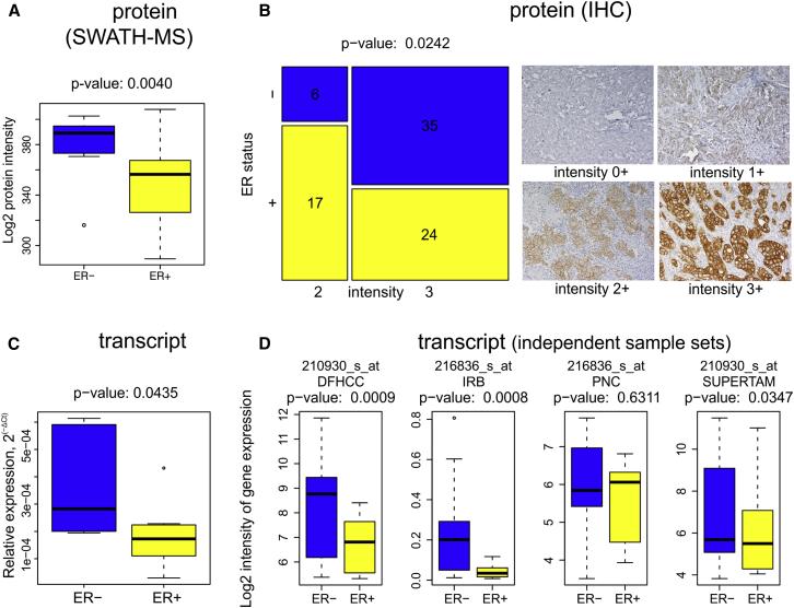 The expression of ERBB2 protein and transcription in ER-/HER2+ and ER+/HER2+ breast cancer tissues