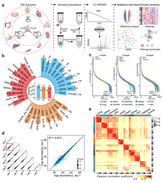Proteome atlas of ten mouse organs from infancy to adulthood.