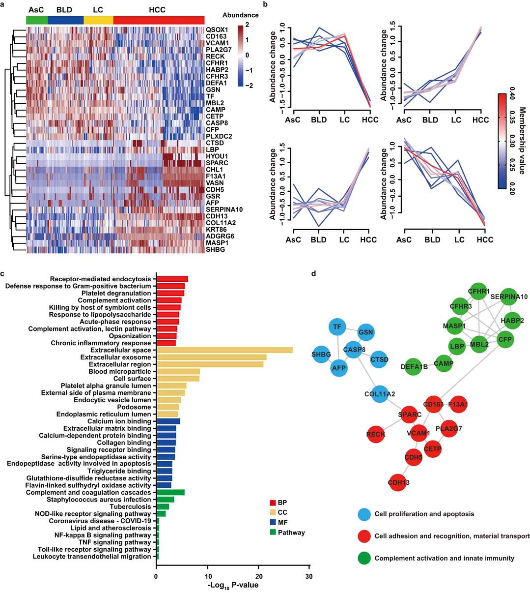 P4 serum protein panel performance for HCC diagnosis vs liver cirrhosis: AUC 0.979