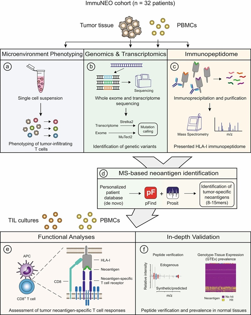 Integrated proteogenomic workflow: DNA-seq, RNA-seq, and immunopeptidomics combined for neoantigen validation