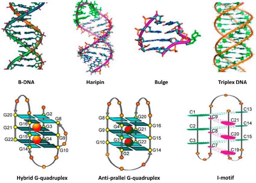 Fig. 1. Selected secondary structures of DNA Reprinted with permission from ref 263.