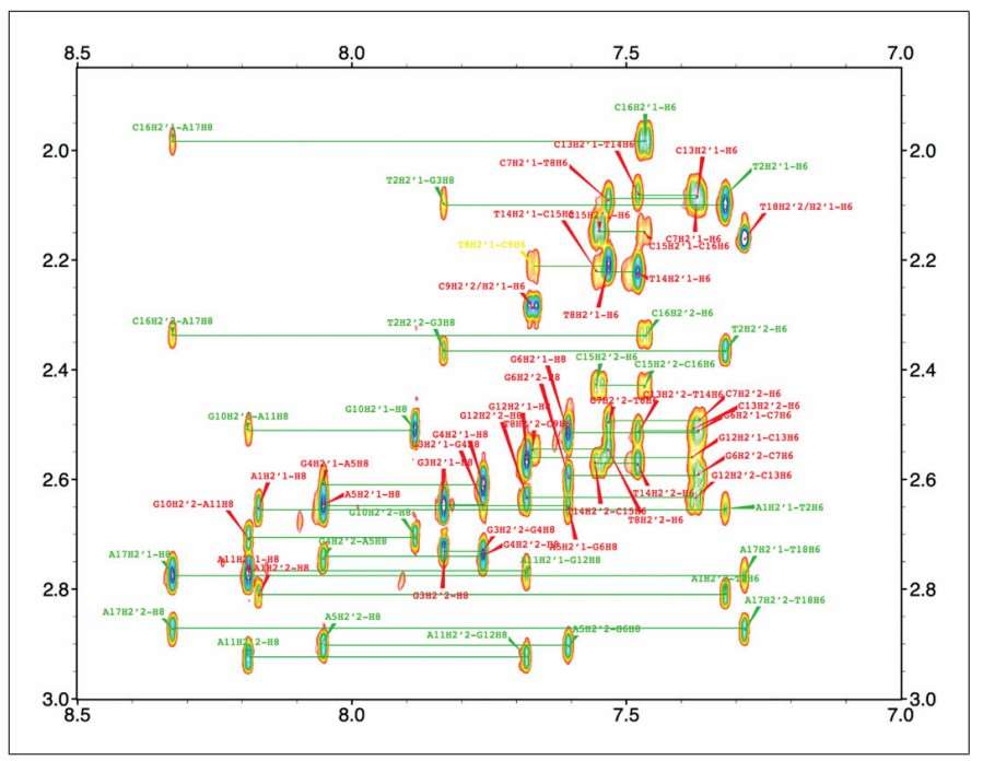 Fig. 1. NOESY spectrum for the aromatic base and sugar H2 region.