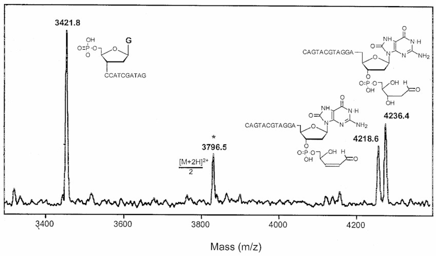 Fig. 1. MALDI-TOF mass spectrum of products resulting from the incubation of oligonucleotide with endonuclease III.