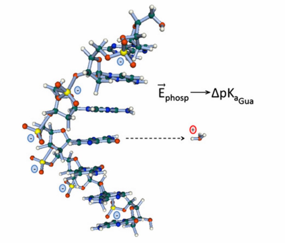 Fig. 1. Deprotonable bases have higher pKa values in oligonucleotides than in nucleosides.