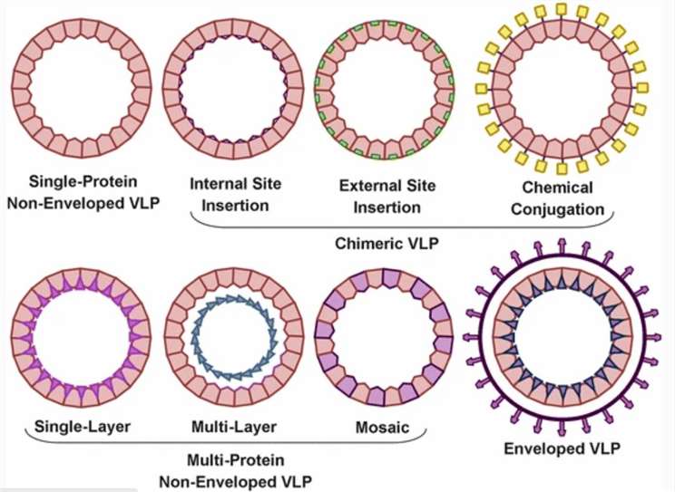 Fig. 1. VLPs can be categorized based on capsid protein composition.