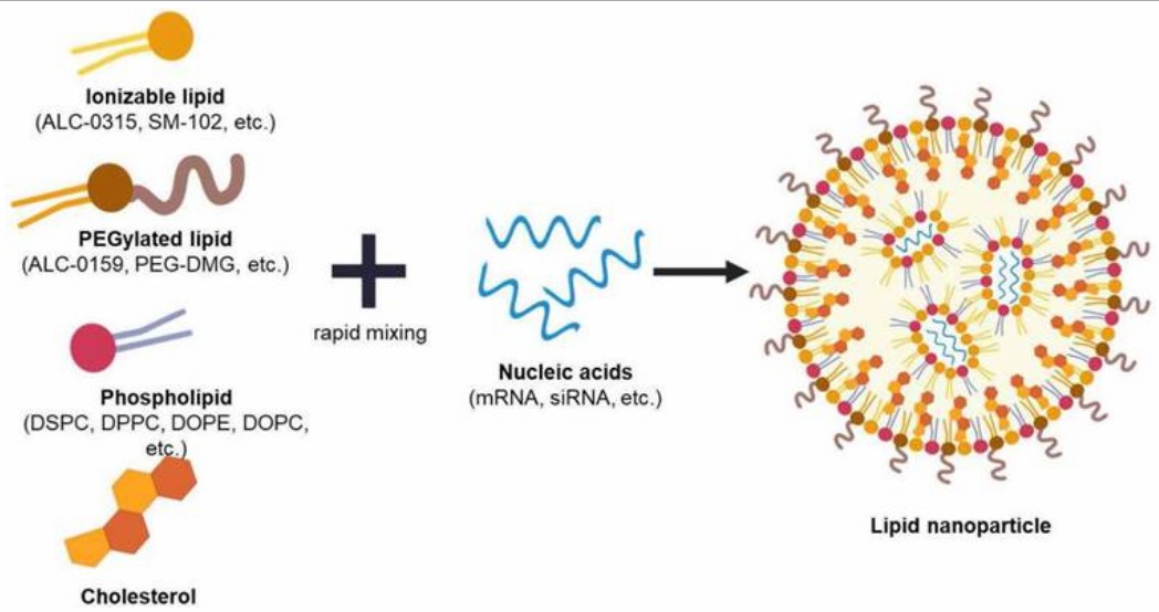 Fig. 1. Illustration of lipid nanoparticle and its compositions.