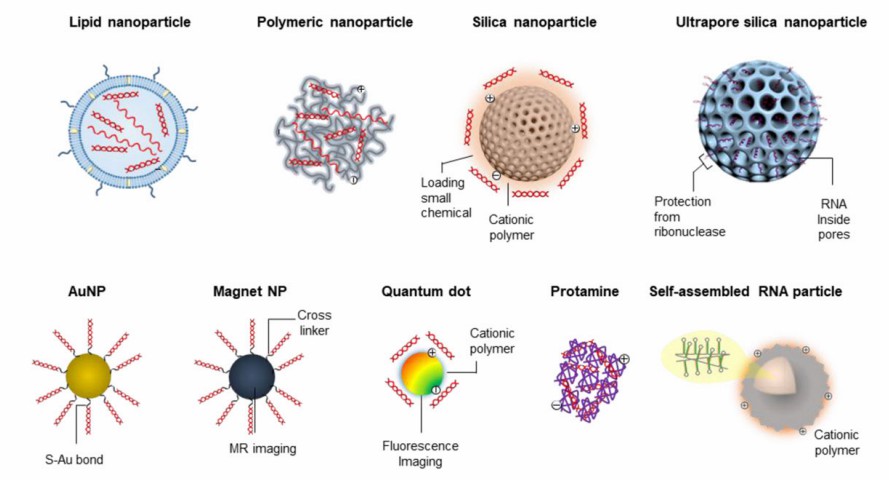 Fig. 1. For lipid nanoparticles, a lipid with a positive charge is used as the building block.