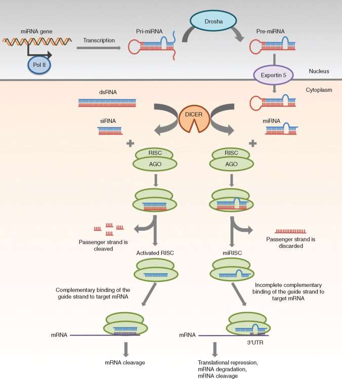 Fig. 1. Gene silencing mechanisms of siRNA and miRNA.