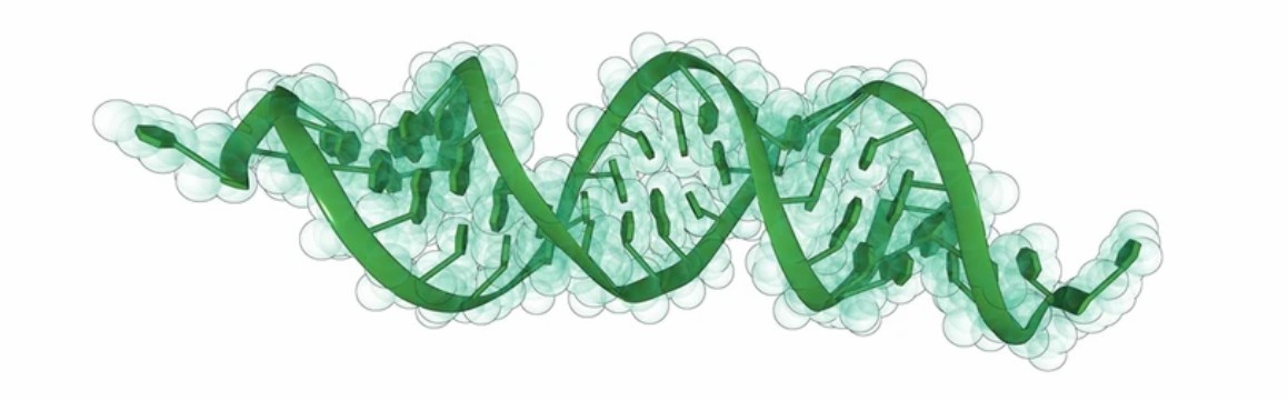 Optimization of mRNA and siRNA Designs
