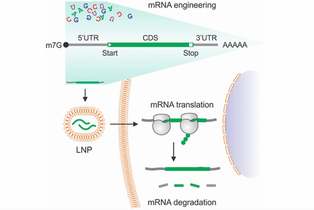 Fig. 1. Therapeutic mRNA engineering from head to tail.