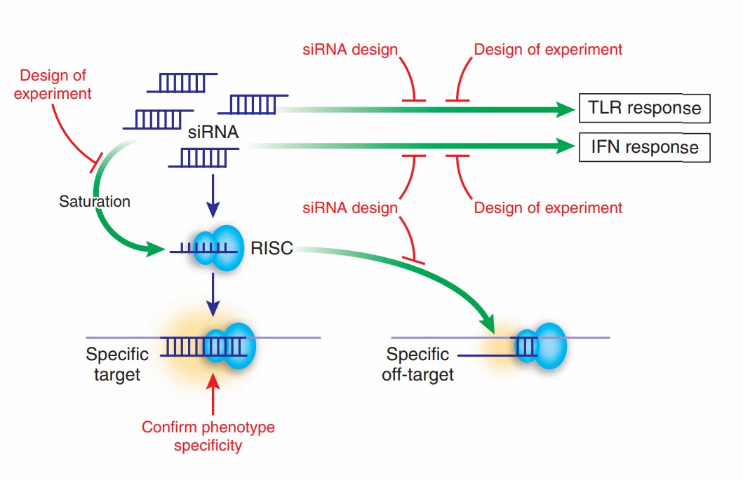 Fig. 1. Schematic representation of the potential problems that can arise during RNAi experiments that use synthetic siRNA duplexes.