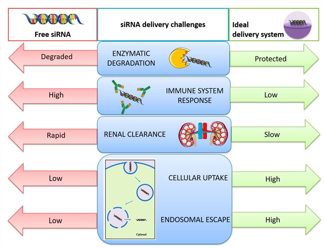 Fig. 1. Challenges related with in vivo small interfering RNA (siRNA) delivery.