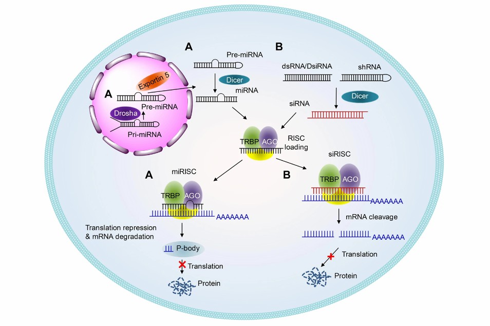 Fig. 1. Schematic illustrations of the working mechanisms of miRNA and siRNA.