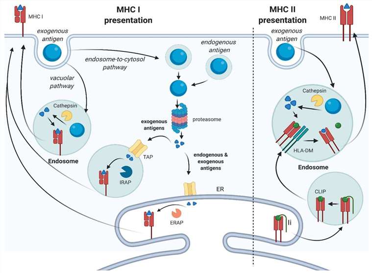 Fig. 1. Exogenous antigen processing.