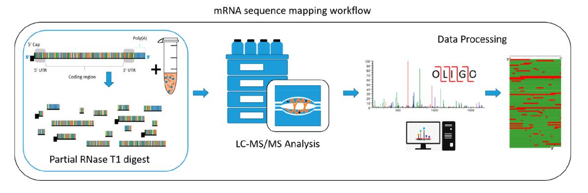 Fig. 1. Schematic illustration of mRNA sequence mapping workflow.