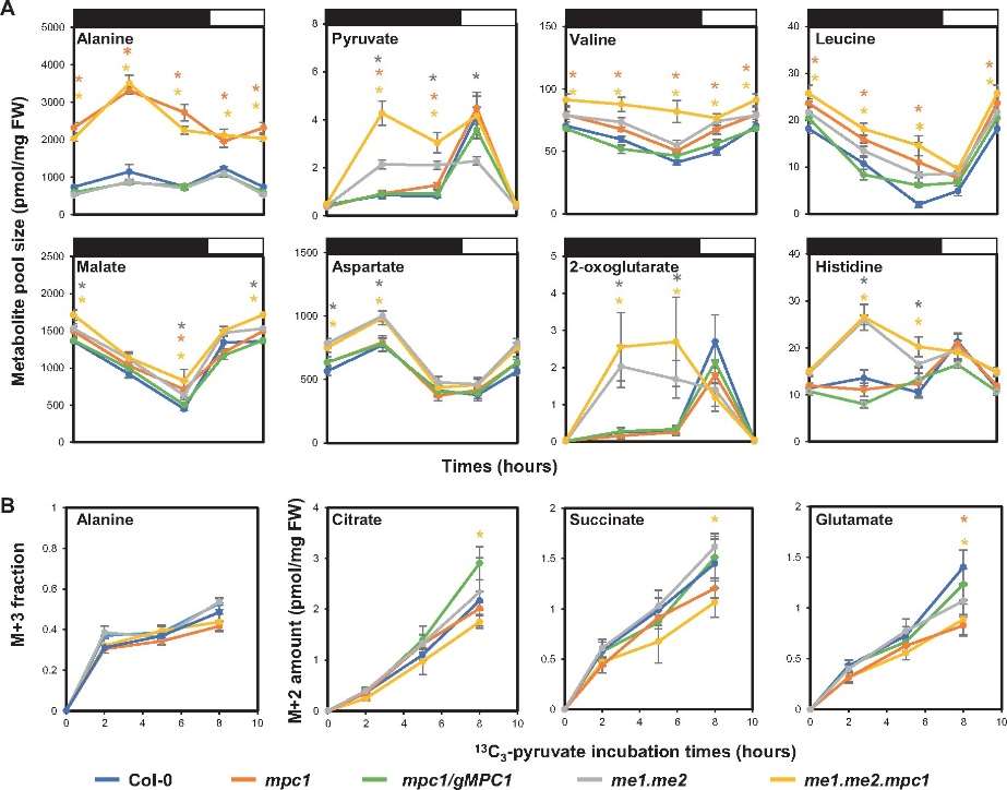 Figure 1 Metabolites analysis of A. thaliana in multiple pyruvate supply pathways