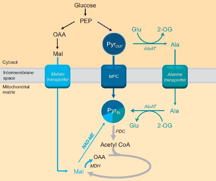 Figure 2 Three pathways involved in the A. thaliana mitochondrial pyruvate supply