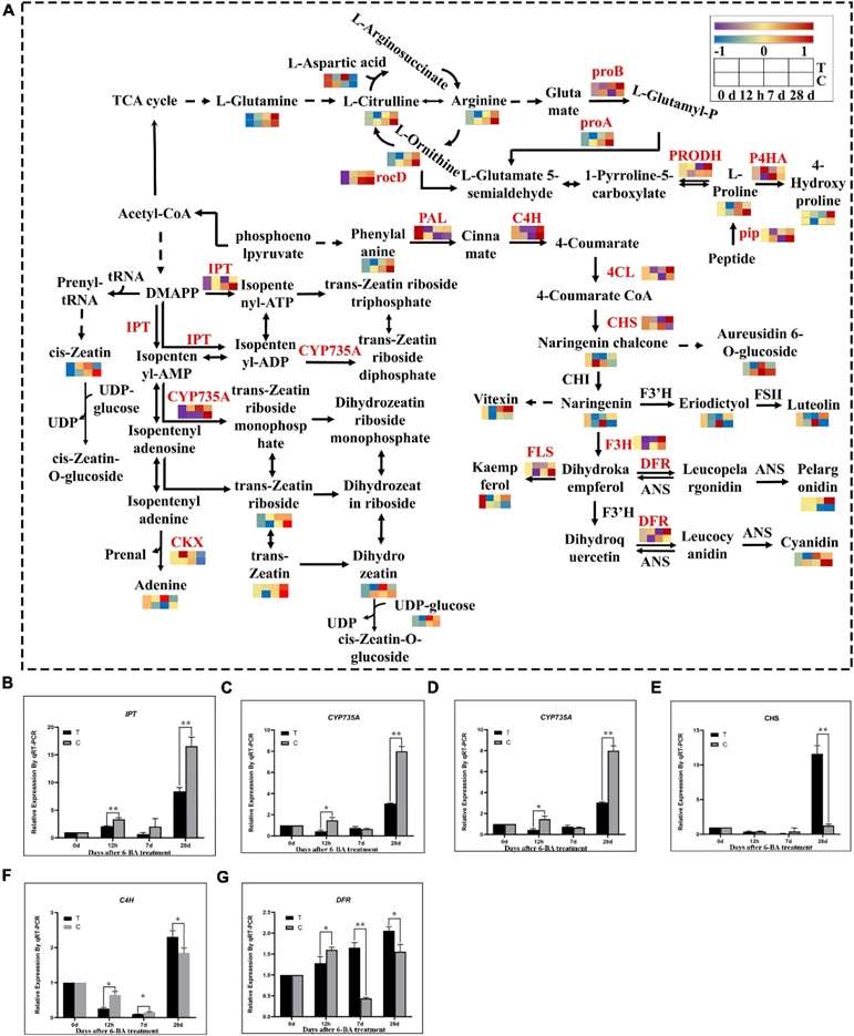 Figure 2 Multi-omics analysis of P. cyrtonema seeds at various stages