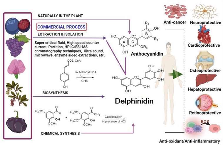 Delphinidin Analysis Service