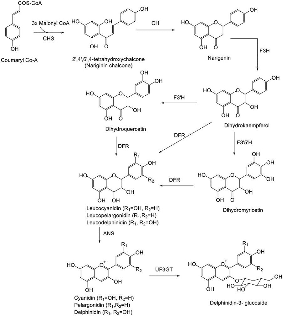 Biosynthetic pathway of delphinidin.