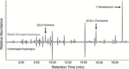 GC/MS headspace profiles from 1-yr-old asparagus ferns with 20 beetle larvae, fed for 48h, vs. undamaged asparagus plant.