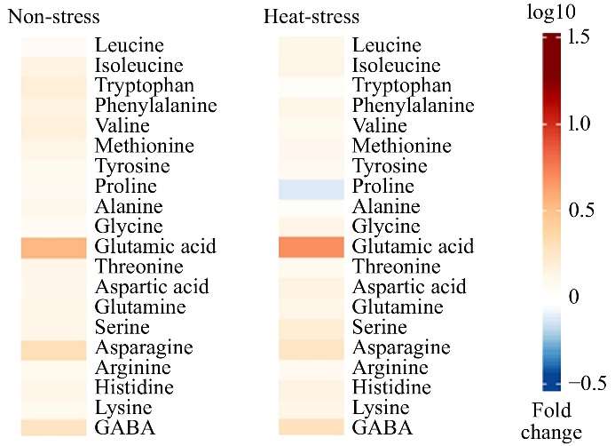 Heat map showing fold-changes in amino acid content in creeping bentgrass in response to glutamate treatment under non-stress or heat stress conditions.